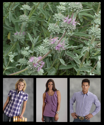 People wearing Purple Western Shirts